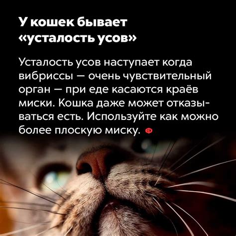 Интересные факты о усах