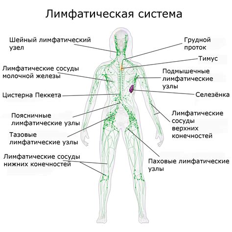 Инфекционные заболевания как причина воспаления лимфоузлов в паху у детей