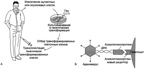 Использование ДНК: пошаговая инструкция 