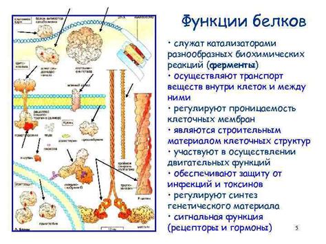 Использование биохимических реакций для включения защитного поля