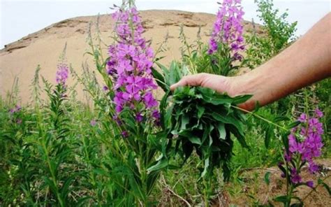 Использование иван-чая, собранного в мае, в пищевых целях