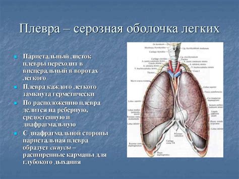 Использование легкого оболочки