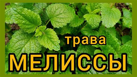 Использование мелиссы в виде замороженных кубиков