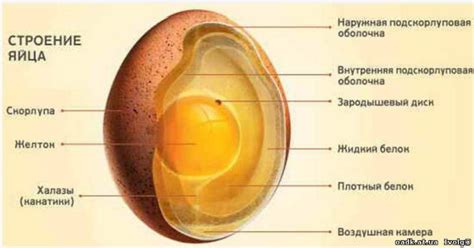 Использование пасты из белка яйца для восстановления блеска хрусталика