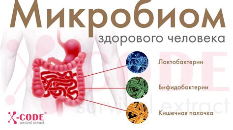 Использование пробиотиков и пребиотиков: как они помогают с пищеварением