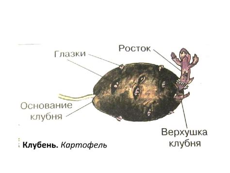 Использование стандартного размера картофельного клубня