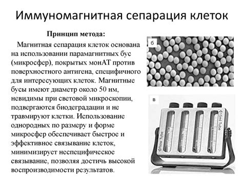 Использование термического шока для ускорения разделения клеток