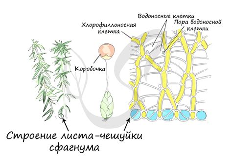 Использование торфа и сфагнума