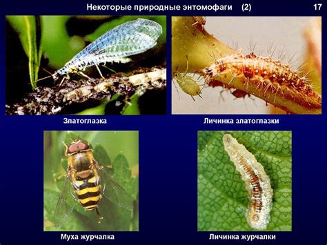 Использование удобрений и защита от вредителей