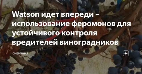 Использование феромонов для смягчения конфликта