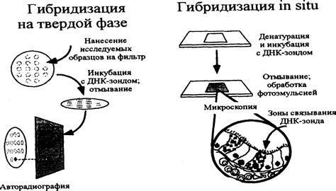 Использование флуоресцентных зондов для идентификации нуклеиновых кислот