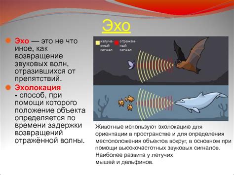 Использование эхолокации