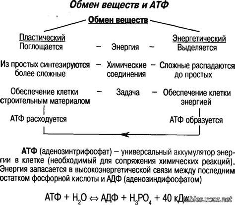 Используйте стимуляторы обмена веществ