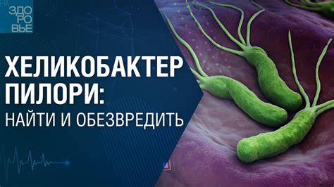 Исследования по влиянию хеликобактер на здоровье человека