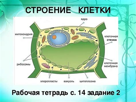 Исследования ядра растительной клетки