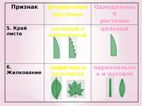 Исследуйте характеристики листьев