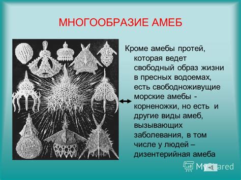 Истоки жизни: появление первых амеб и инфузорий