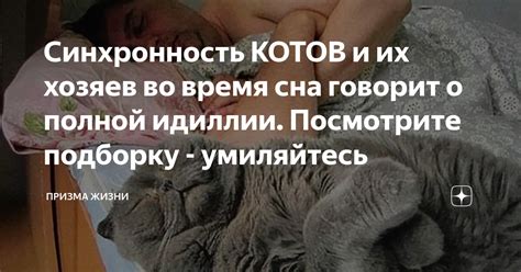 Исторические предпосылки поведения котов во время сна