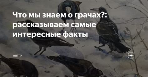 Исторические факты о грачах