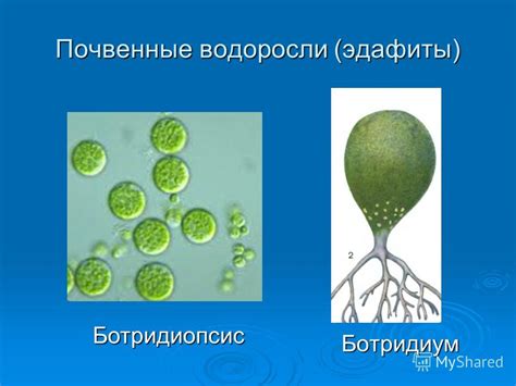 История и распространение водорослей