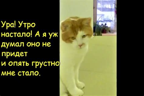 История кота Баси