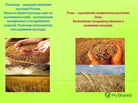 История культуры пшеницы в декоративном искусстве