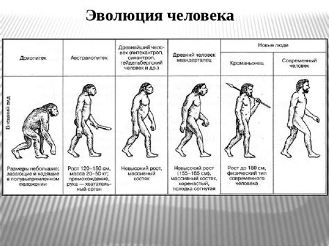 История эволюции анатомии человека