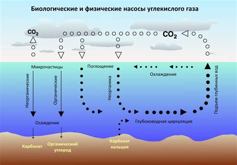 Источники выбросов углекислого газа в атмосферу