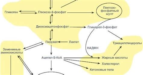 Источник энергии: почему жиры горят в пламени углеводов