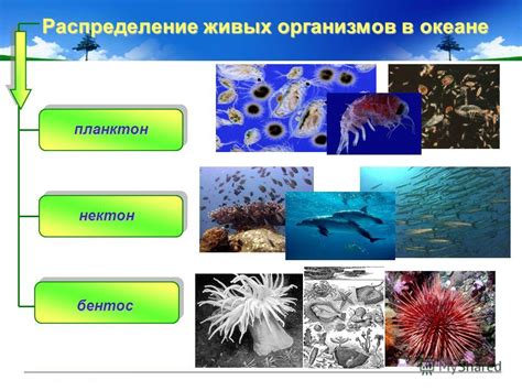 Истребление видов в океане