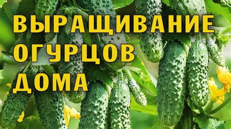 Исцеляющая мощь огурца