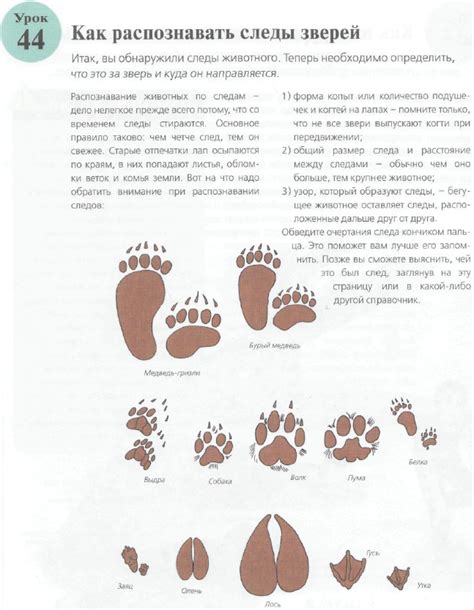 Исчезновение следов зверей