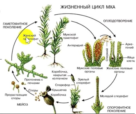 Какая погода способствует размножению мха?