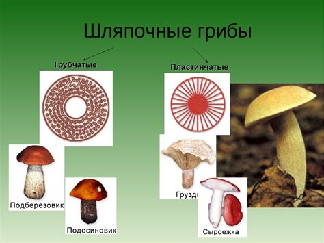 Какие виды деревьев предпочитают шляпочные грибы?