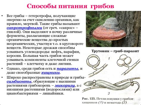 Какие польза и преимущества в сохранении грибов