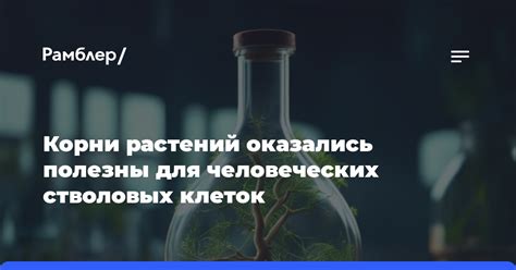 Какие продукты полезны для стволовых клеток?