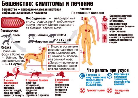 Какие существуют типы и симптомы бешенства?