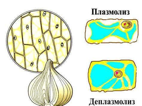 Какие факторы влияют на деплазмолиз в клетках кожицы лука