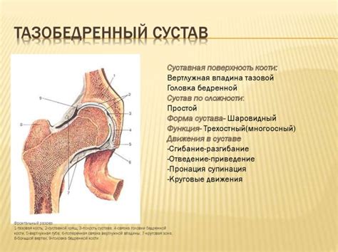 Какие функции выполняет бедренный сустав