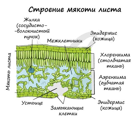 Какие функции выполняют клетки растений