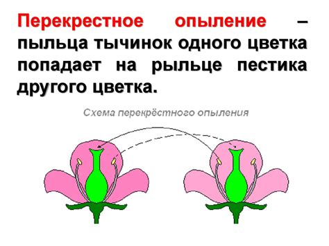 Каким образом проходит опыление и оплодотворение юкки?