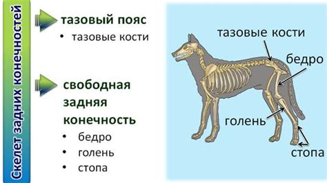 Какова природная форма хвоста у большинства млекопитающих