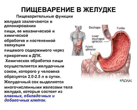 Какова роль пищеварительной системы?