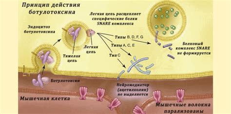 Каков механизм действия ботокса на волосы