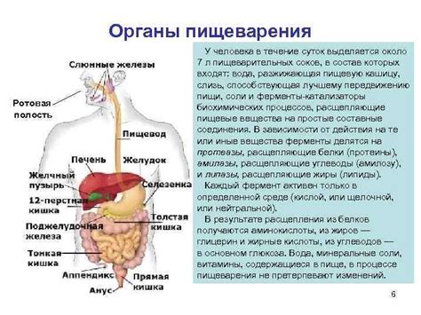 Какое значение имеет пища