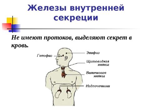 Какое значение имеют сальные железы головы?