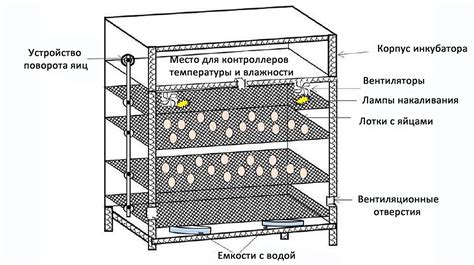 Какую температуру и влажность обеспечить в инкубаторе