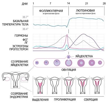 Как беременность и менструация влияют на процесс стула