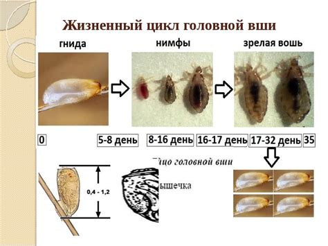 Как быстро вши размножаются