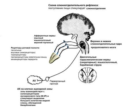 Как влияет погода на слюноотделение собак